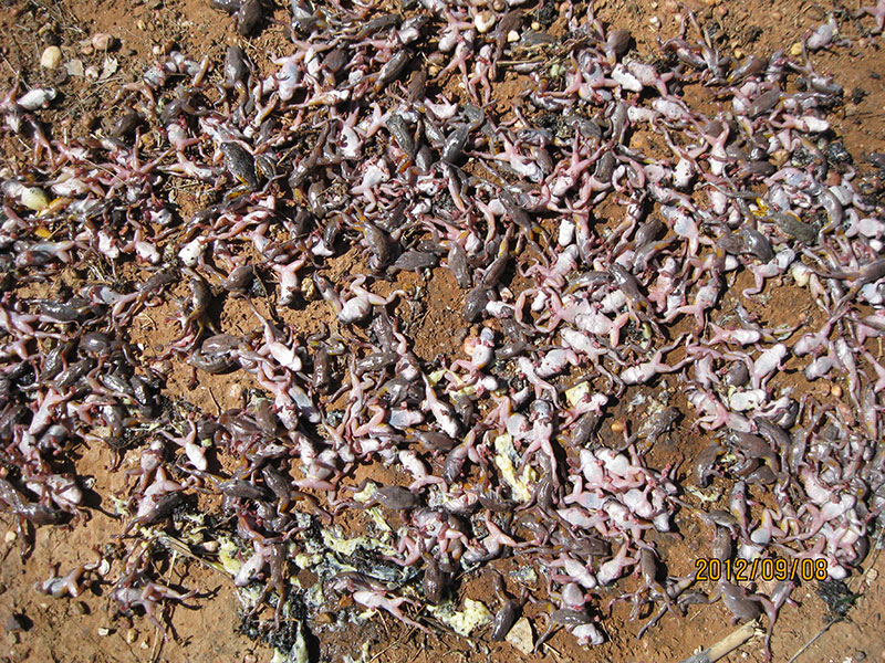Water Disease Dead Frogs in Tank | Pristine Water Systems | Water Storage Tank Cleaning, Filtration & Treatment