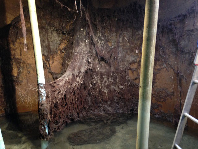 Water Disease Tree Roots | Pristine Water Systems | Water Storage Tank Cleaning, Filtration & Treatment