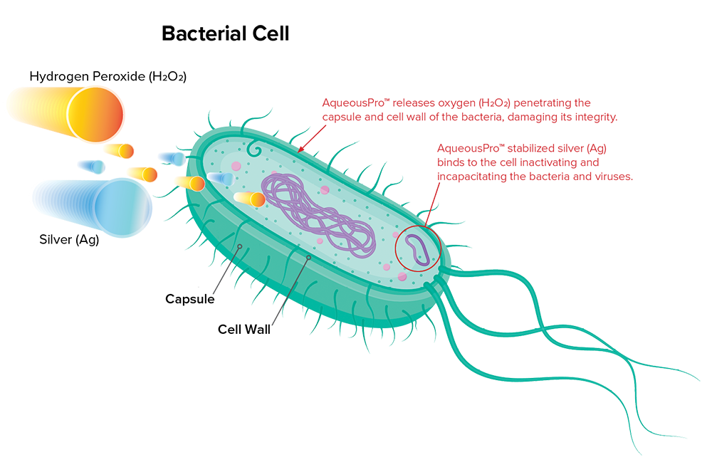Bacterial Cell | Pristine Water Systems
